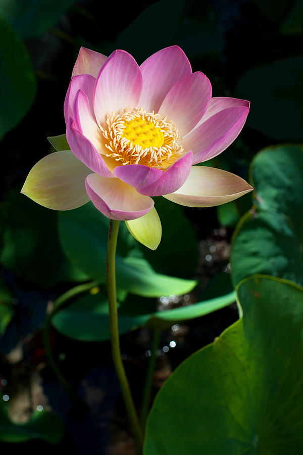 Lotus Blossom  Photograph by Catherine Lau