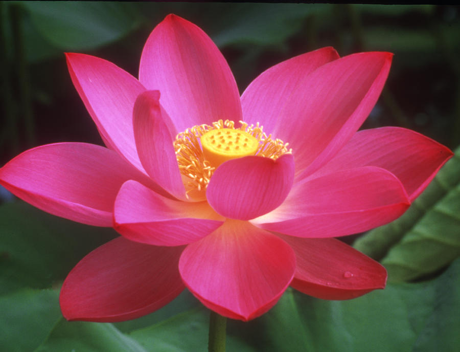 Summer Photograph - Lotus Blossom by Elvira Butler