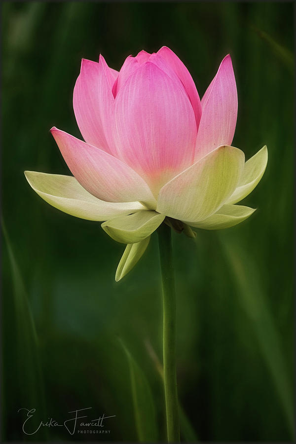 Lotus Blossom Photograph by Erika Fawcett