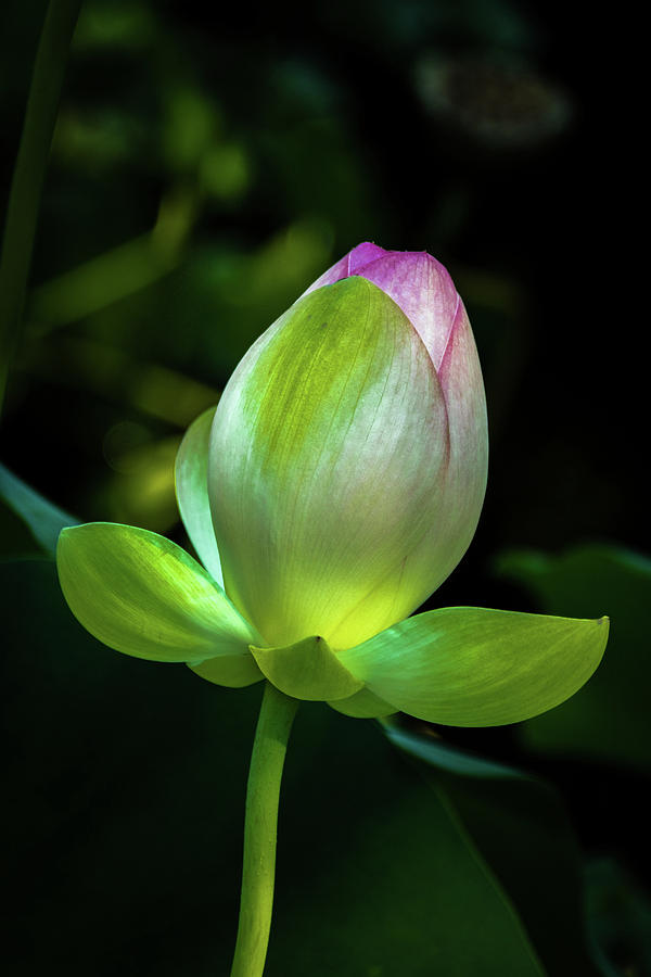 Lotus Blossom Photograph by Jay Stockhaus