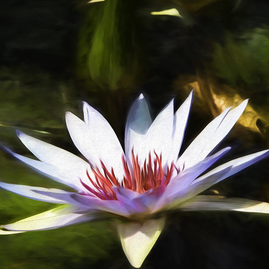Lotus Blossom Photograph by John Freidenberg