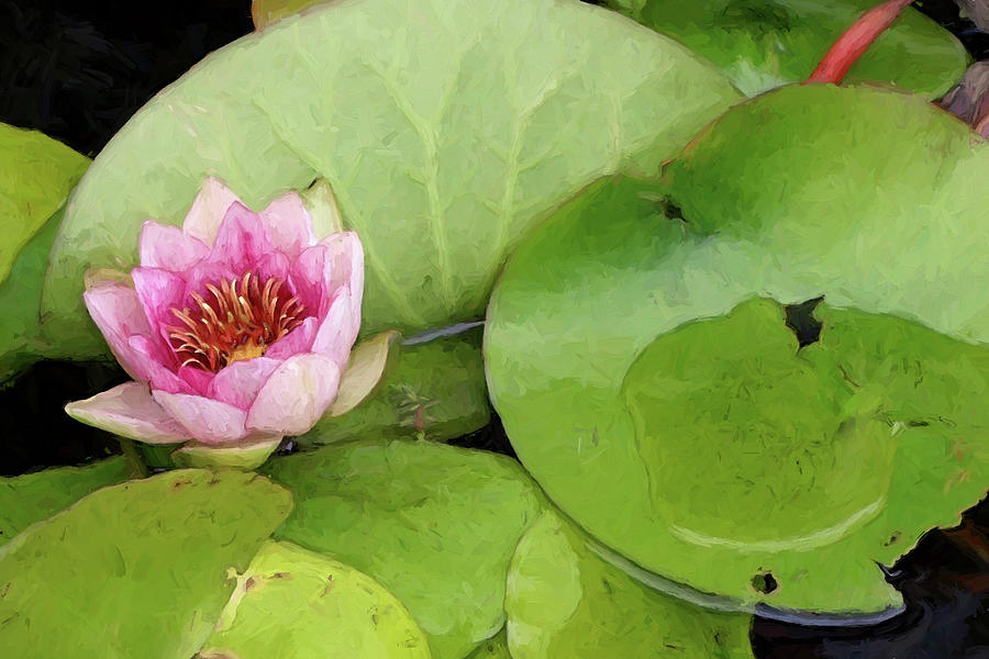 Lotus Blossom Photograph by Karen Lynch