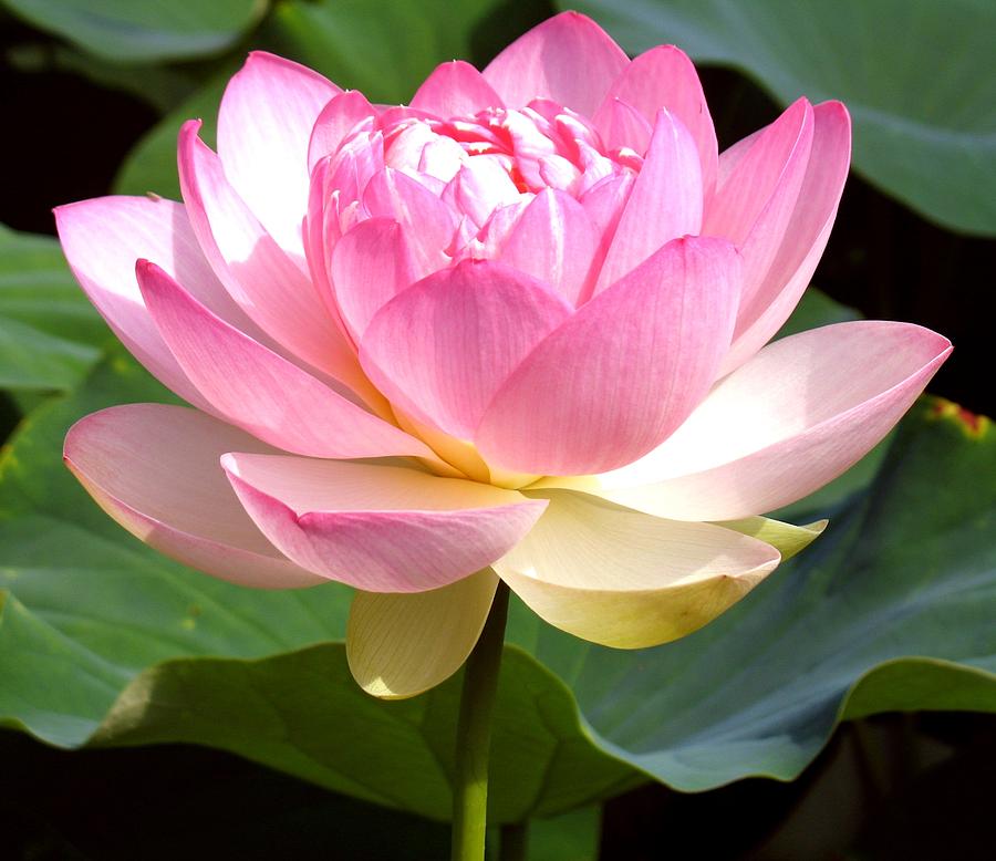 Flower Photograph - Lotus Blossom by Lucy Moorman