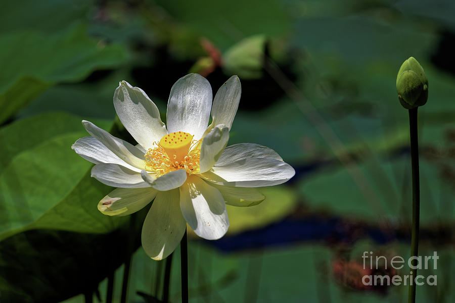 Flowers Still Life Photograph - Lotus Blossom by Paul Mashburn