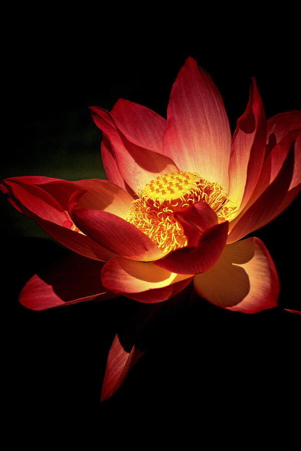 Flower Photograph - Lotus Blossom by Paul W Faust -  Impressions of Light