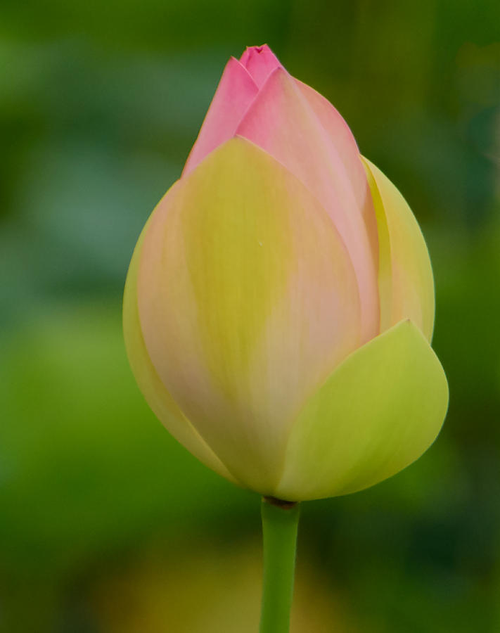 Lotus Blossom Photograph by Roberta Kayne