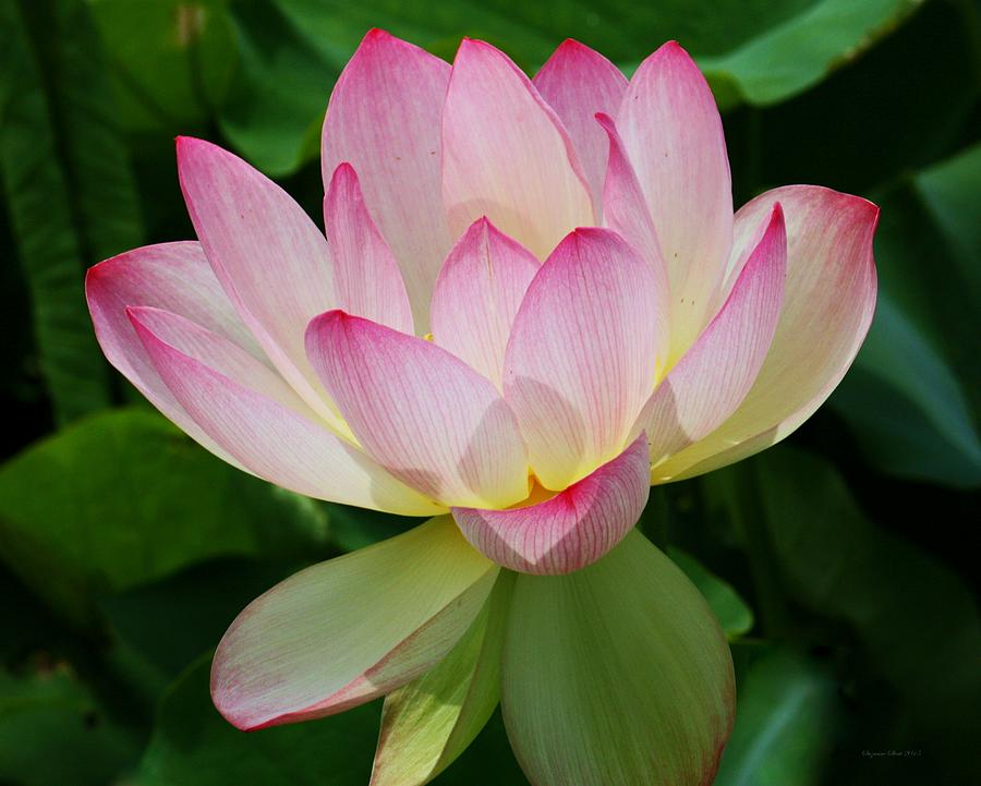 Lotus Blossom Photograph by Suzanne Stout