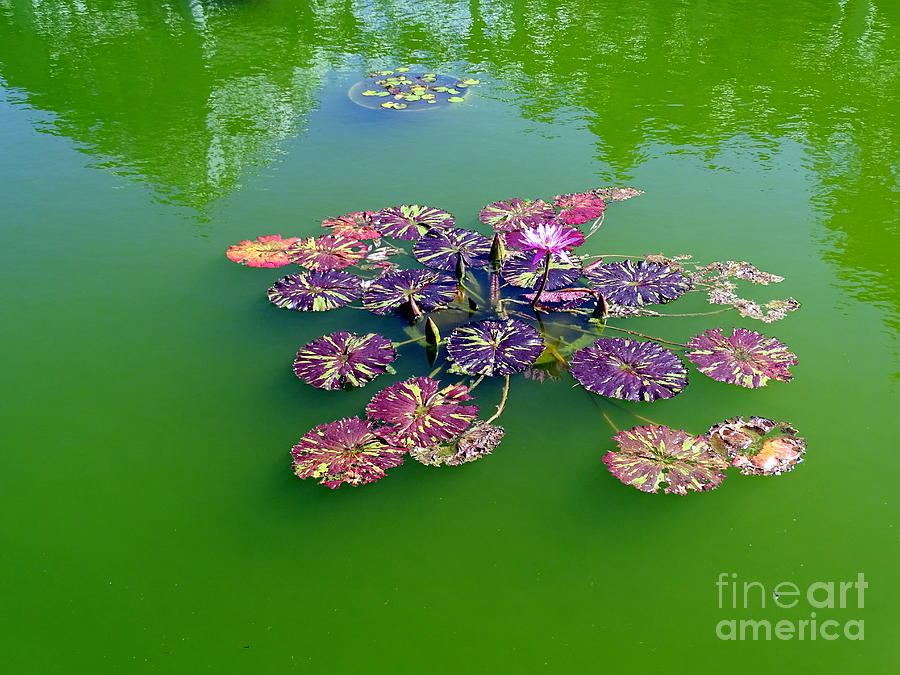 Lotus Flowers #3 Photograph by Ed Weidman