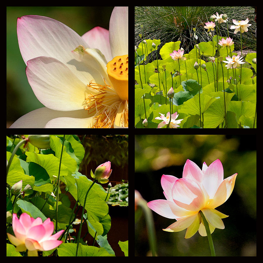Lotus Blossoms Photograph by Art Block Collections