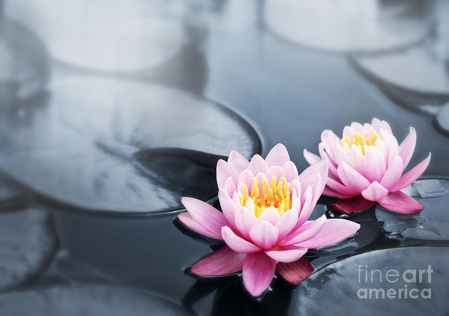 Flower Photograph - Lotus blossoms by Elena Elisseeva