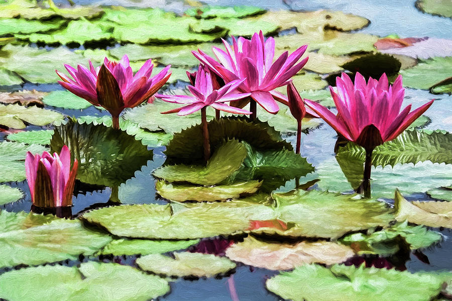Lily Photograph - Lotus Blossoms by Marcia Colelli