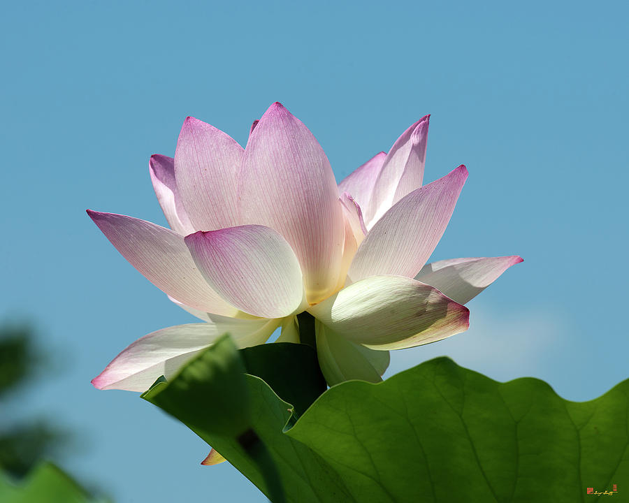 Lotus--Blue Sky i DL0104 Photograph by Gerry Gantt