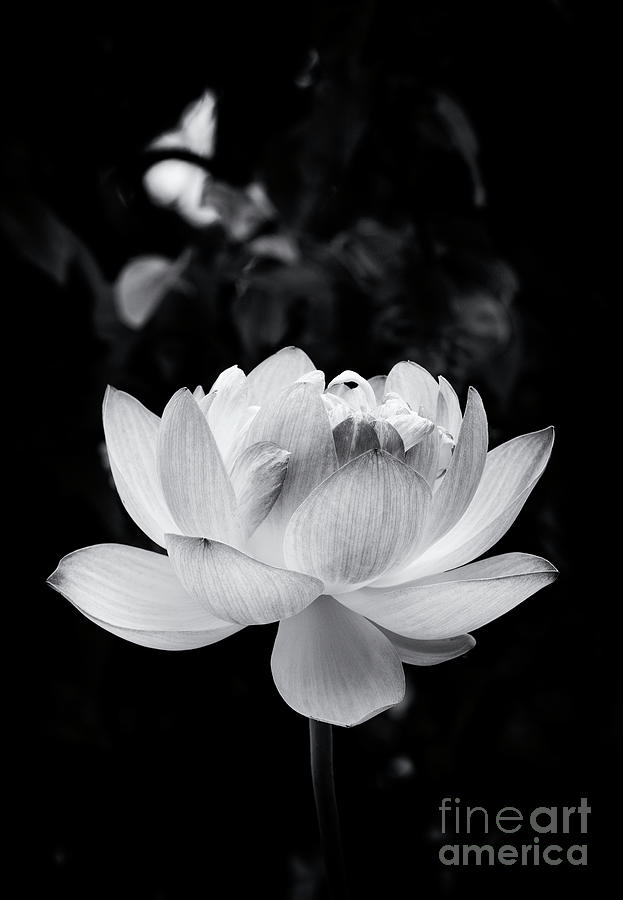 Lotus Boli Furen Monochrome Photograph by Tim Gainey