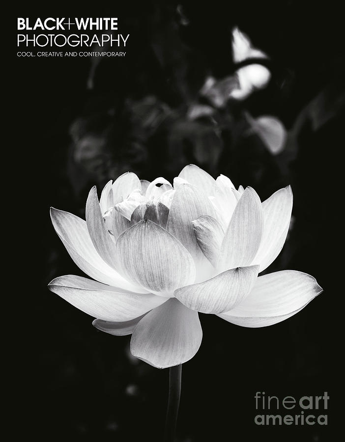 Lotus Boli Furen  Photograph by Tim Gainey