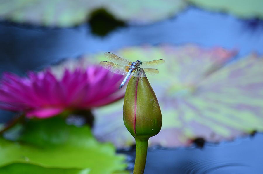 Lotus Bud and Dragonfly Photograph by Maria Urso