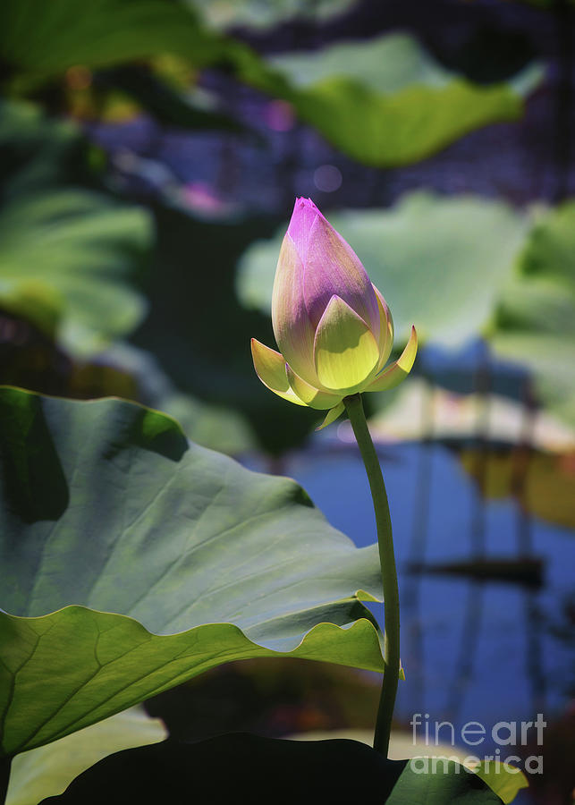 Lotus Bud and Pond Photograph by Karen Jorstad