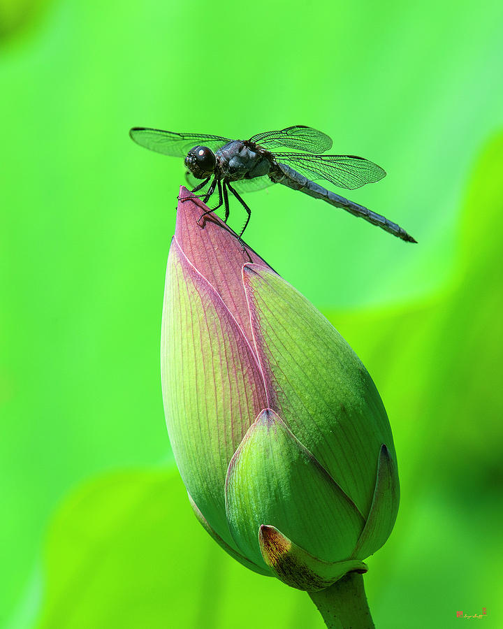 Lotus Bud and Slaty Skimmer Dragonfly DL0105 Photograph by Gerry Gantt