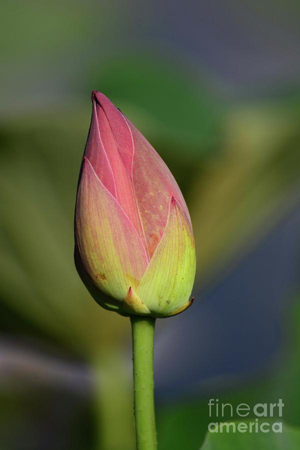 Lotus Bud Photograph by Cindy Manero