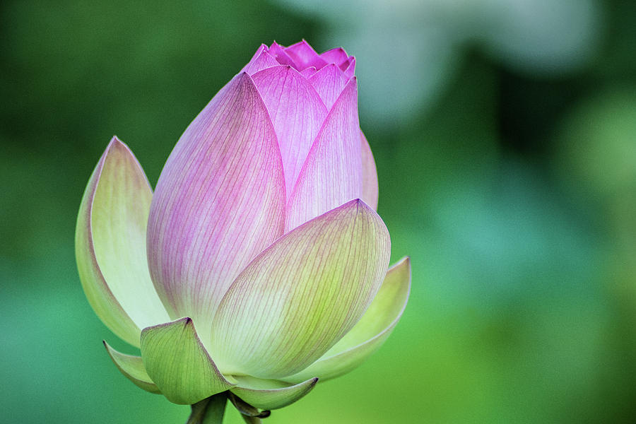 Lotus Bud Photograph by Don Johnson