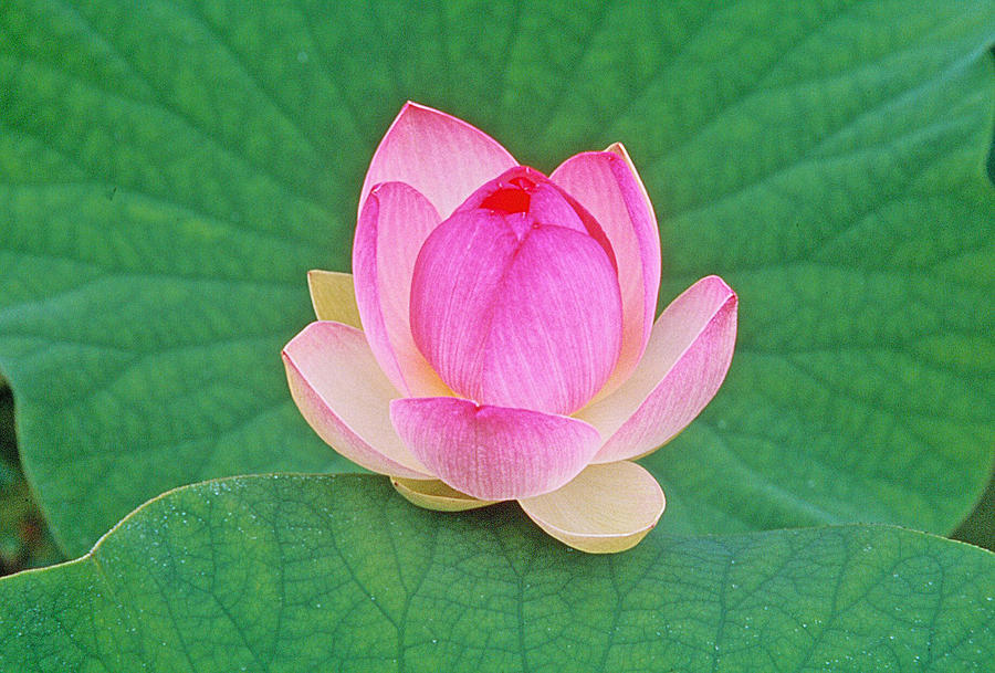 Nature Photograph - Lotus Bud by Elvira Butler
