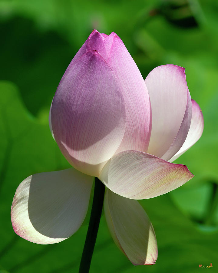 Lotus Bud--Showing a Blush of Pink ii DL0092 Photograph by Gerry Gantt