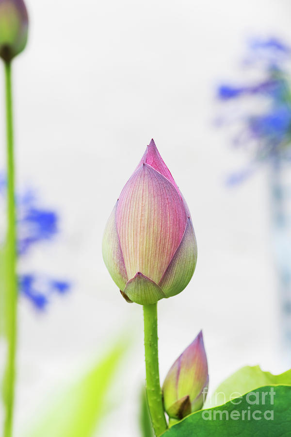 Lotus Bud Photograph by Tim Gainey