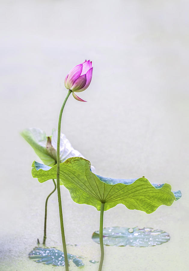 Oriental style Lotus bud. Photograph by Usha Peddamatham