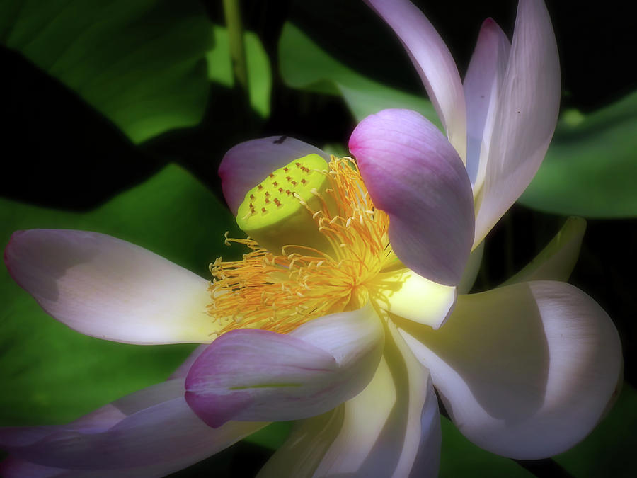 Nature Photograph - Lotus By Moonlight by Georgiana Romanovna