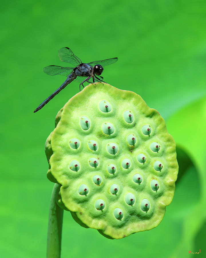 Lotus Capsule and Slaty Skimmer Dragonfly DL0106 Photograph by Gerry Gantt