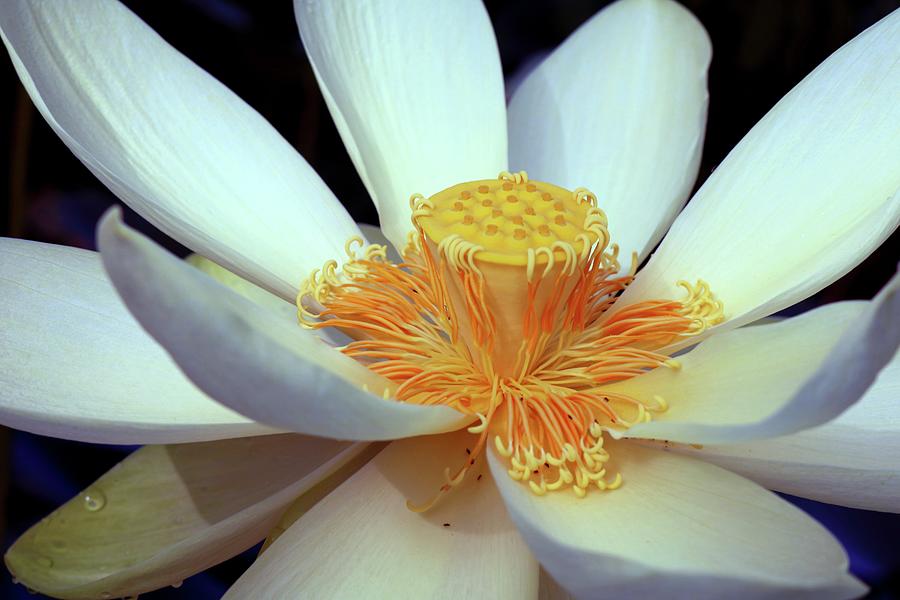 Lotus Close Up Photograph by Robert Wilder Jr