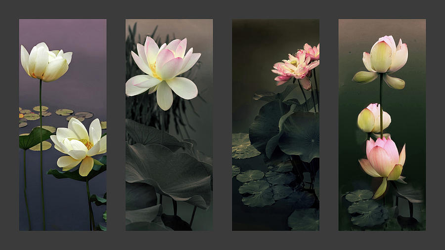 Lotus Collection Photograph by Jessica Jenney