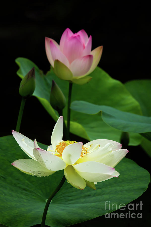 Lotus Dancing in the Pond Photograph by Sabrina L Ryan