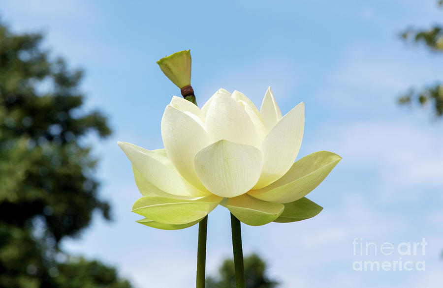 Lotus Debbie Gibson Flower Photograph by Tim Gainey