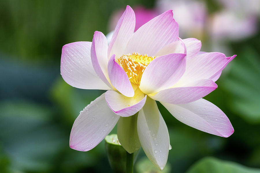 Summer Photograph - Lotus by Edward Kreis