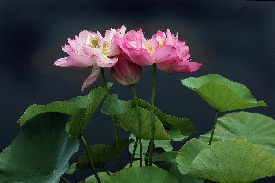 Lotus Embrace Photograph by Jessica Jenney