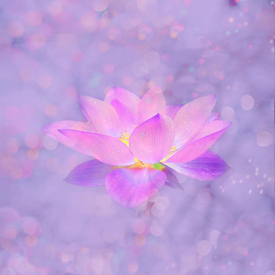 Nature Digital Art - Lotus Emerging from the Water by Lena Photo Art