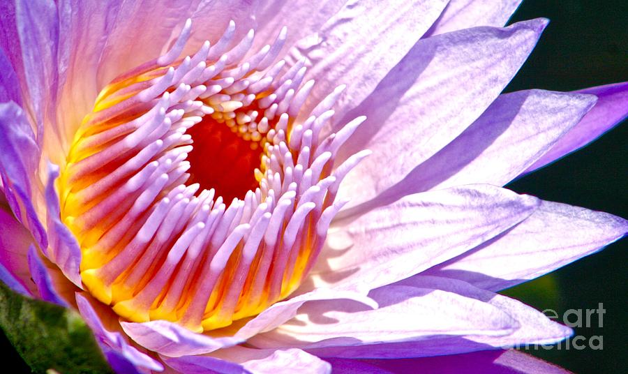 Lotus Eye Photograph by Phil Cappiali Jr