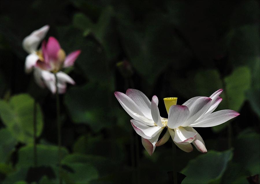 Lotus Floating in a Pool of Light Photograph by Heidi Fickinger
