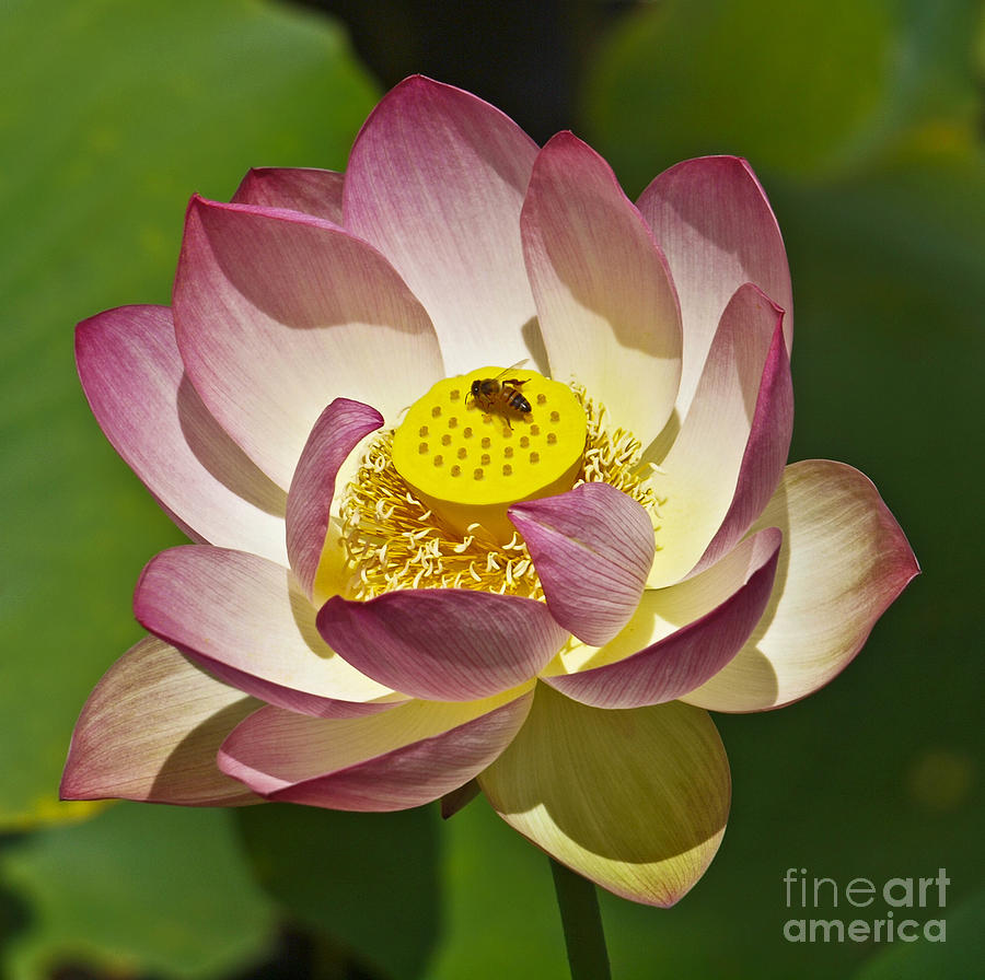 Nature Photograph - Lotus flower 03 by Howard Stapleton