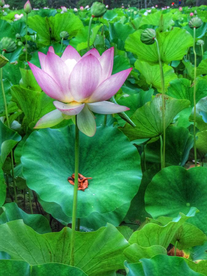 Lotus Flower 1 Photograph