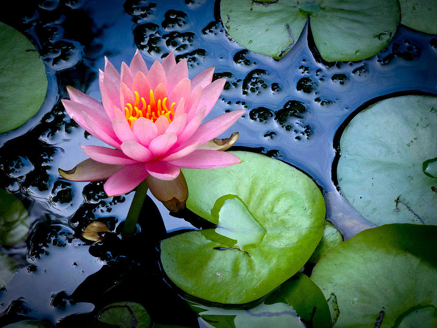 Lotus Flower 2 Photograph By Edward Judice - Fine Art America