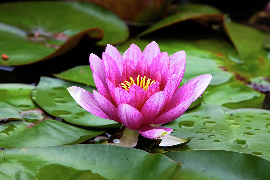 Lotus Flower Photograph by Amy Jackson - Fine Art America