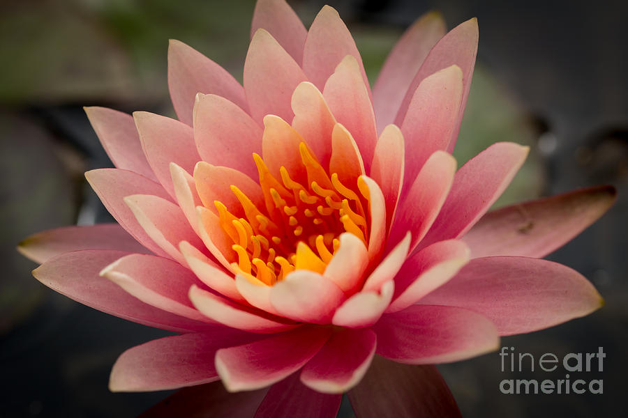 Lotus Flower Photograph by Ana V Ramirez