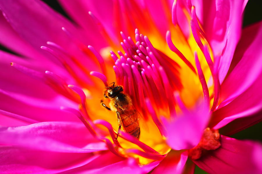 Lotus Flower And Bee Photograph by Hoagie Vaughn