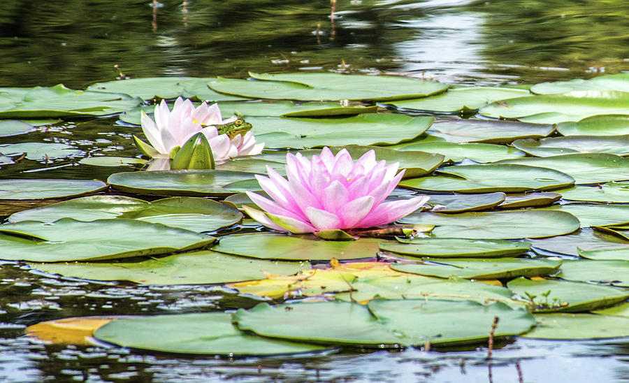 Frog Pillow - Lotus