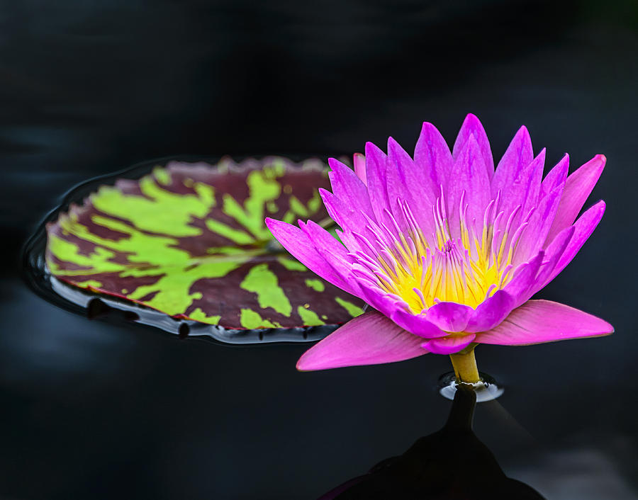 Lotus Flower and Pad Photograph by Robert Mitchell