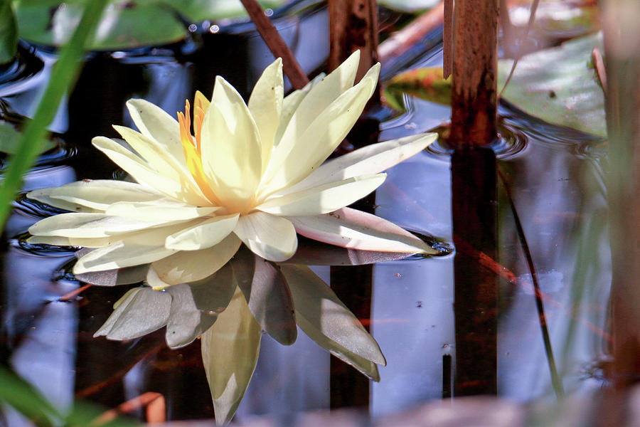 Lotus Flower And Reflectionl Photograph