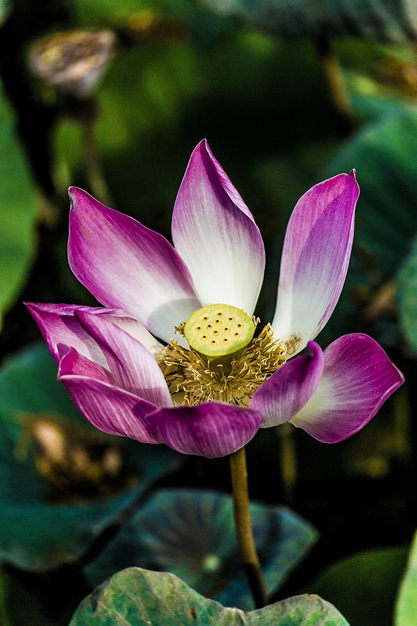 Lotus Flower Bali 3 Photograph By Chas Hauxby Fine Art America 1677