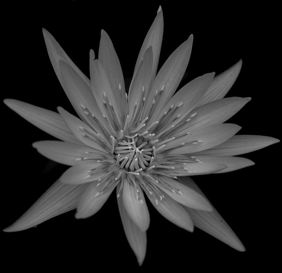 Lotus Flower Black and White Photograph by Greg Thiemeyer