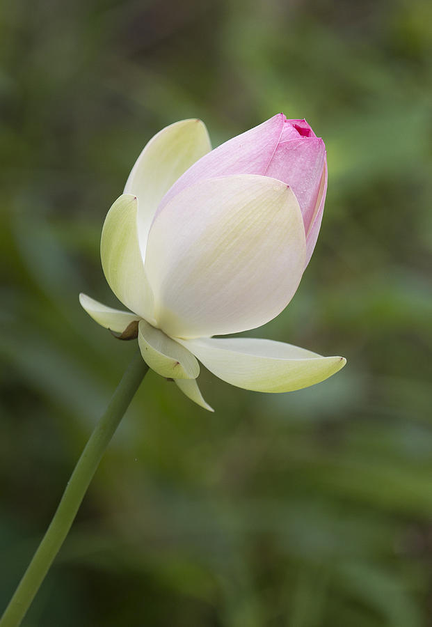 Lotus flower blossom Photograph by Jack Nevitt